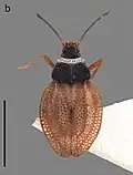 Zetekella pulla, espèce du Brésil.