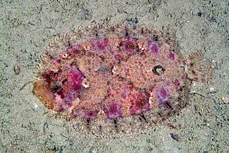 Zeugopterus regius