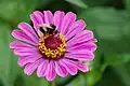 "Fleur" de Zinnia violacea butinée par un bourdon terrestre à Épinal, en France.