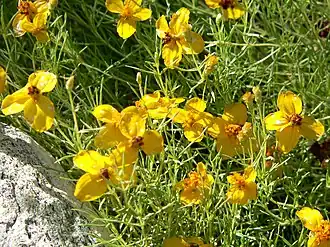 Description de l'image Zinnia grandiflora 1.jpg.