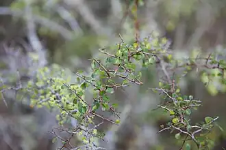 Description de l'image Ziziphus celata (Florida ziziphus) (11525837026).jpg.