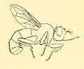 Zodion