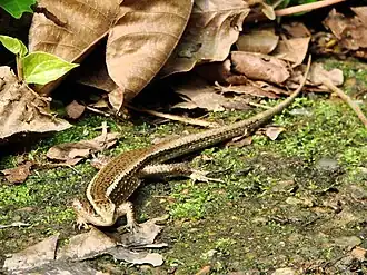 Description de l'image Zonosaurus madagascariensis (Zurich Zoo) - 2.JPG.