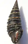 Zonulispira chrysochildosa.