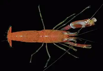Alpheus amblyonyx
