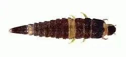 Ancyronyx buhid