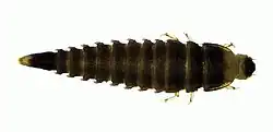 Ancyronyx pseudopatrolus