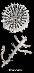 Cladocora debilis