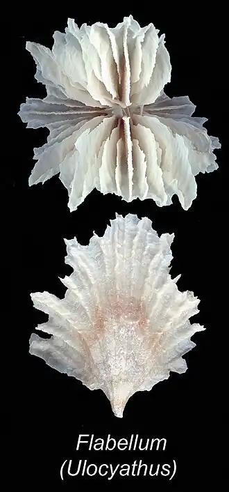 Flabellum messum