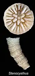 Stenocyathus vermiformis (Stenocyathidae).