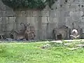 Mouflons à manchettes
