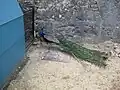 Paon bleu