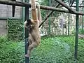 Gibbon à favoris roux