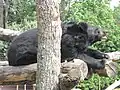 Ours noir d'Asie