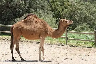 Dromadaire