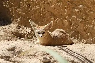 Fennec