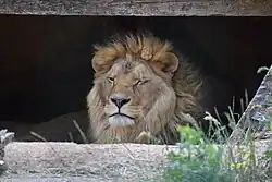 Lion (Panthera leo)