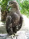 Aigle.