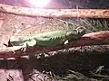 Lézard.