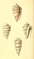 Conomurex persicus.