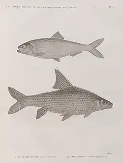 Clupée du Nil (Clupea nilotica) et Cyprin binny (Cyprinus lepidotus)