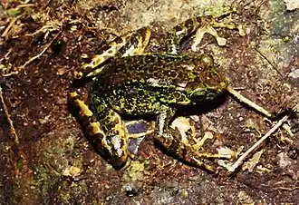 Description de l'image Zoologisches Forschungsmuseum Bonn - Odorrana geminata.jpg.