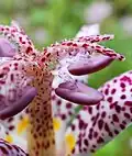 Détail d'une fleur