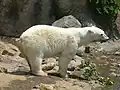 Ours polaire