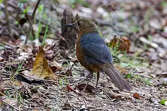 Description de l'image Zoothera heinrichi 107806041.jpg.