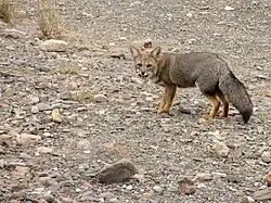 Renard gris d'Argentine (pseudalopex griseus). En Argentine, sa population avoisine les 60&nbsp;000 individus.