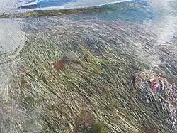 Zostera noltii
