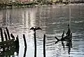 Grands Cormorans à Zumaia.