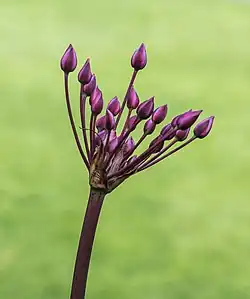 Boutons de fleurs.