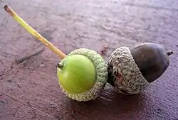 Deux glands mucronés portant un stylopode.
