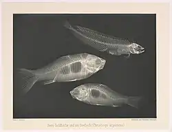 Poissons aux rayons X.