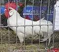 Coq blanc nain.
