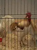 Un coq Leghorn red pyle de type moderne nain.