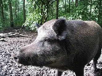 Sanglier d'Europe (Sus scrofa, Suidae)