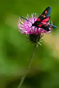 De profil, ailes déployées.