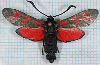 Imago.