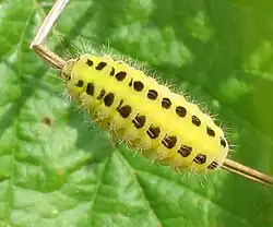 Chenille.