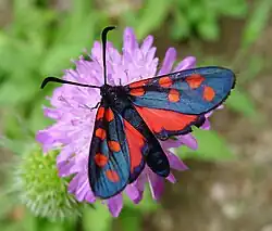 ZygaeninaeZygaena transalpina