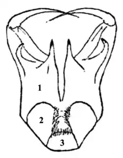 Pièces buccales.