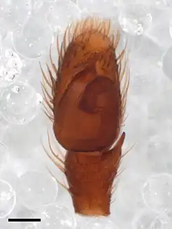 Pédipalpe mâle.