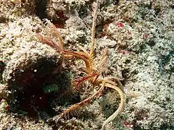 Zygometra comata