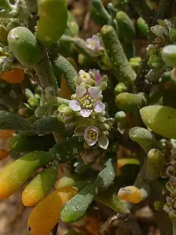 Floraison en mars