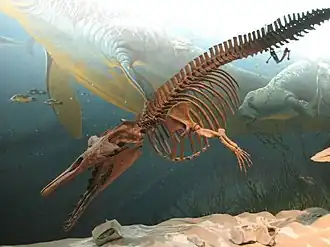Zygorhiza