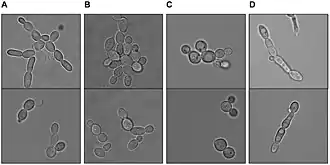 Description de l'image Zygosaccharomyces rouxii.jpg.