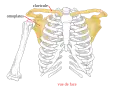 Ceinture scapulaire, cage thoracique (vue antérieure).