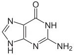 Image illustrative de l’article Guanine